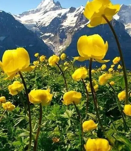 Ubaye.mexico Barcelonnette